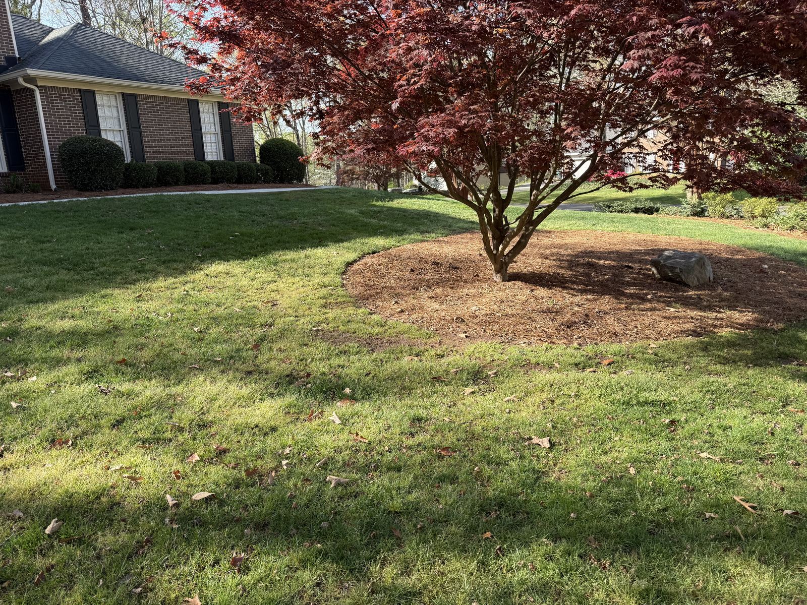 Japanese maple in a mulched bed on a front lawn