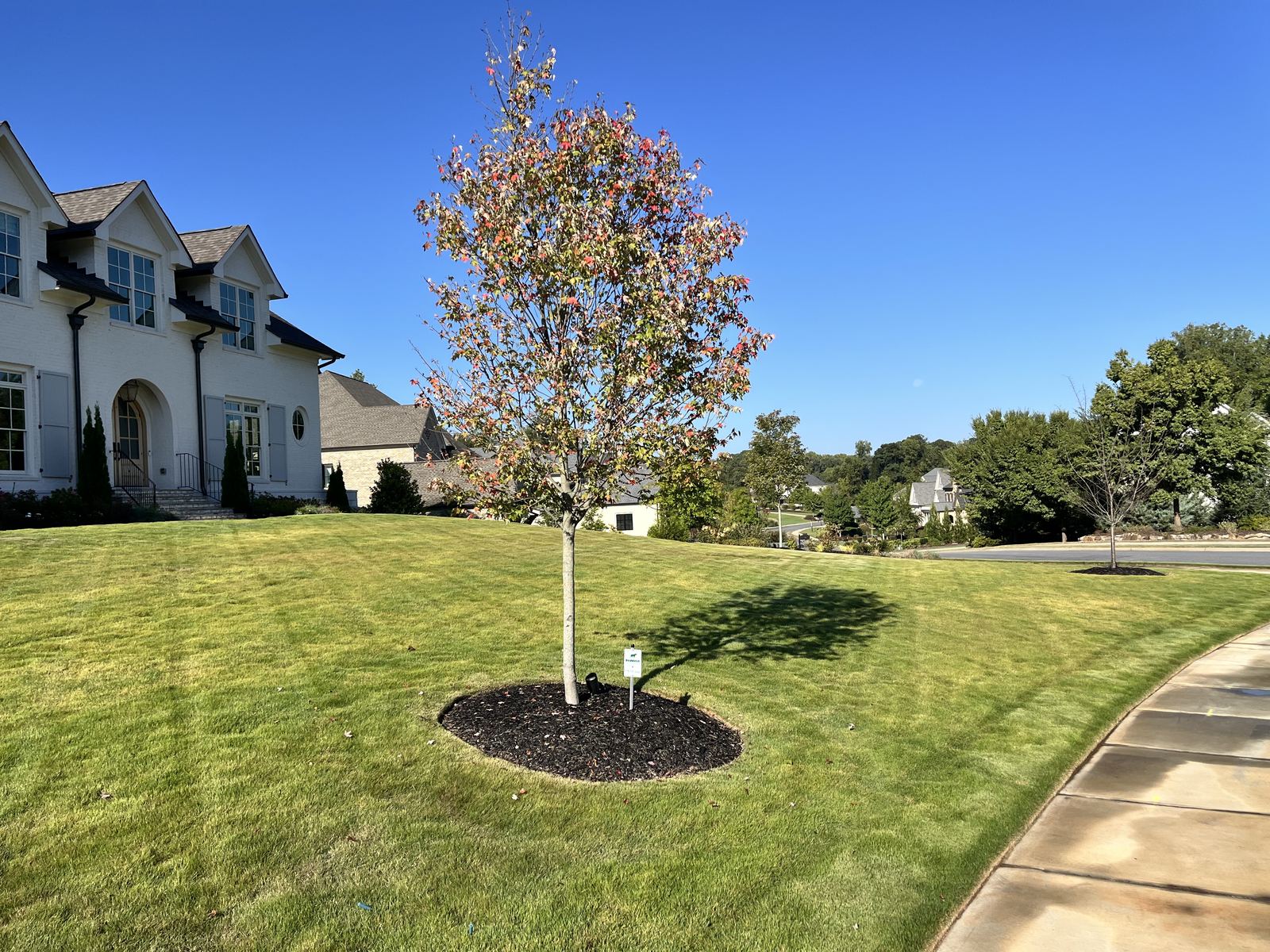 Young tree with a mulch ring on a green lawn