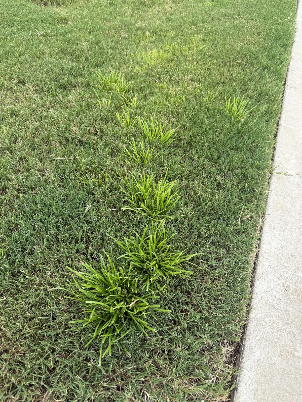 Grassy weeds growing in a lawn along a sidewalk