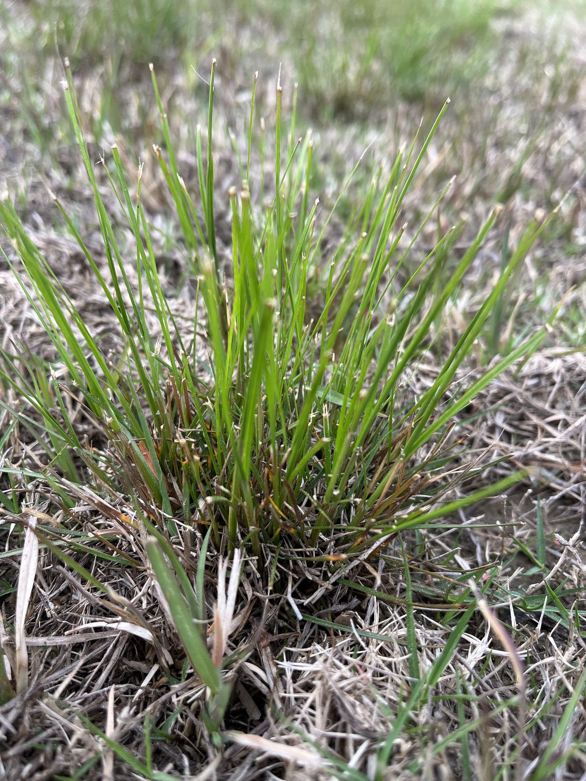 Close-up of a weed clump in thin turf
