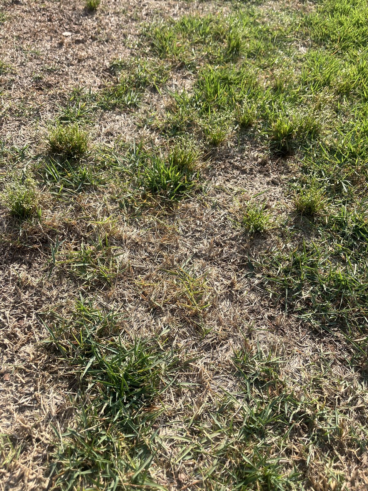 Weeds spreading through a thin, patchy lawn